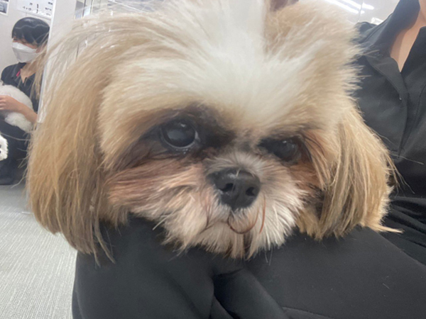 生徒が撮影したモデル犬♪～PART①～